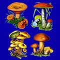 кроссворды фото к слову грибы