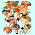 кроссворды фото к слову грибы
