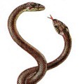 кроссворды фото к слову змеи