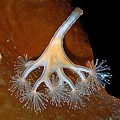 кроссворды фото к слову ставромедуза