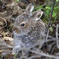 кроссворды фото к слову зайчонок